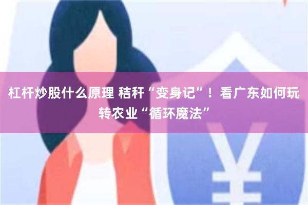 杠杆炒股什么原理 秸秆“变身记”！看广东如何玩转农业“循环魔法”